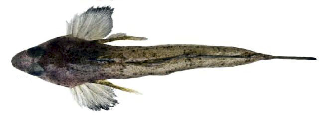 Callionymus risso_0333